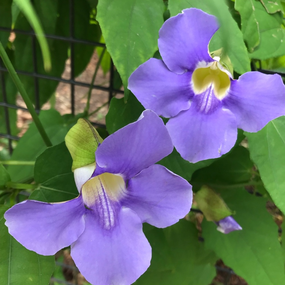 Meet your Posher, Reham